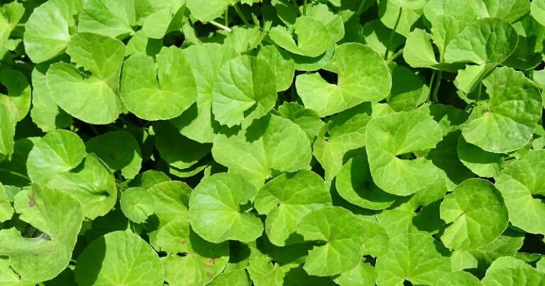 Nước rau má có tác dụng gì và những lưu ý khi sử dụng