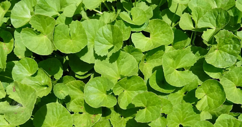 Nước rau má có tác dụng gì