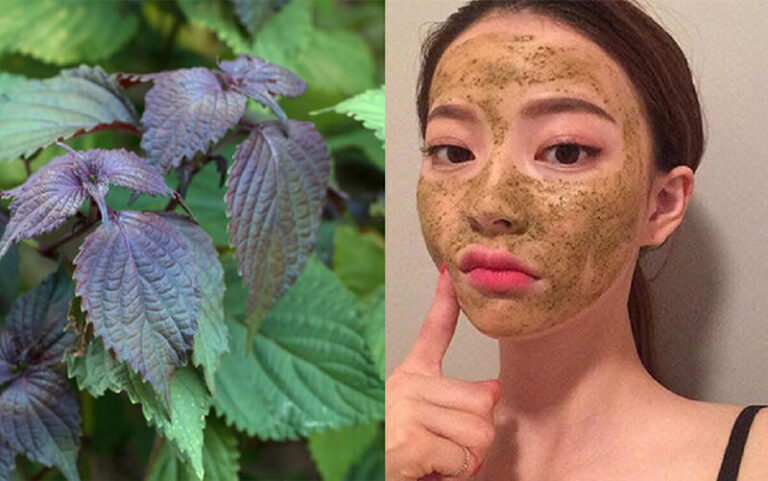 Bột tía tô uống có tác dụng gì? 9 tác dụng bất ngờ