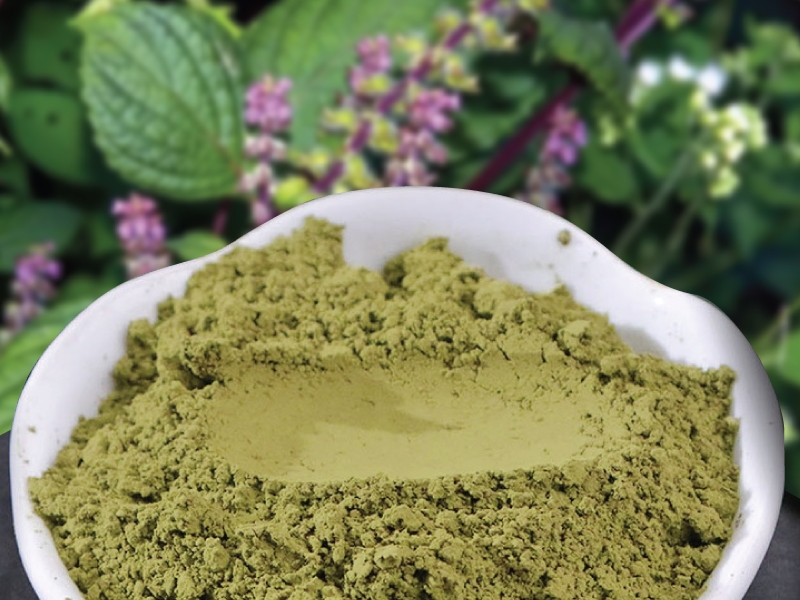 bột tía tô uống khi nào