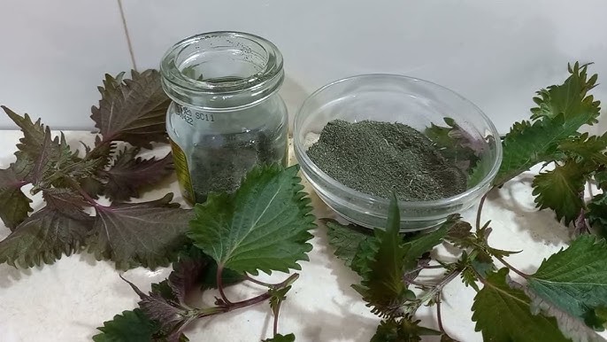 cách làm bột tía tô tại nhà