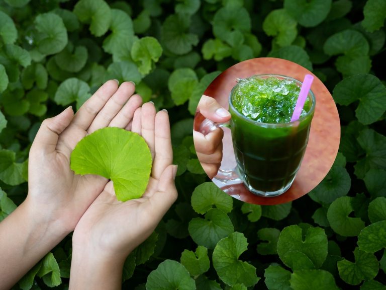 Những ai không nên uống nước rau má?