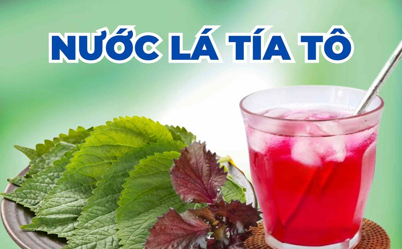 Những người không nên uống lá tía tô