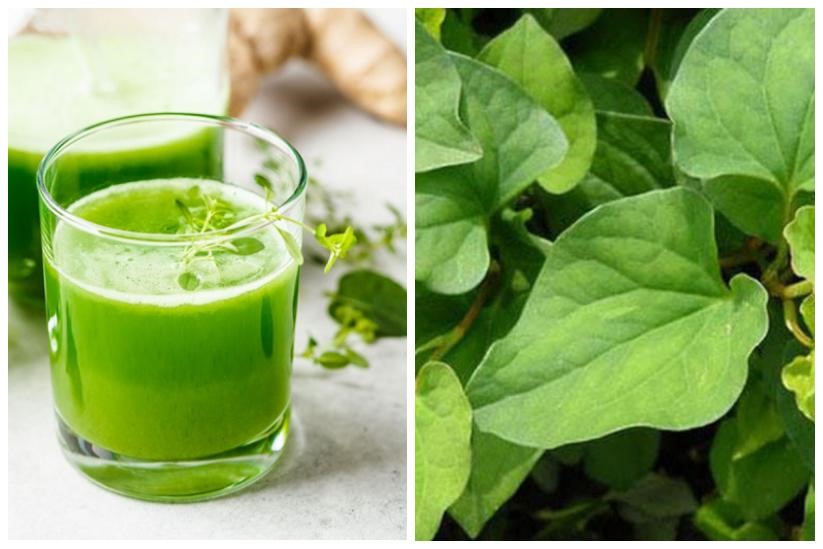 Uống bột diếp cá có tốt không?