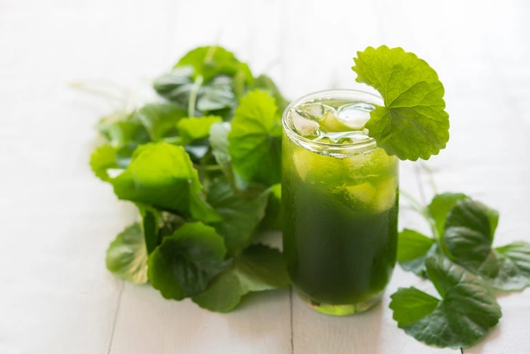 Uống bột diếp cá có tốt không